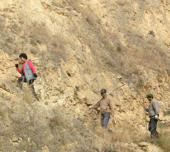 雖沒(méi)有十里桃林，漫山遍野的灼灼芳華。但我們有萬(wàn)畝國(guó)家級(jí)標(biāo)準(zhǔn)化油橄欖種植示范基地，漫山遍野，香氣撲鼻。畝是中國(guó)市制土地面積單位，一畝等于六十平..